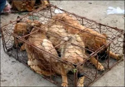 Apercevant un camion bourr de cages contenant des chiens, manifestement destins  la consommation, un automobiliste oblige le camion  s'arrter et prvient les associations de dfense de la nature !