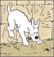 Comment s'appelait le chien de Tintin ?