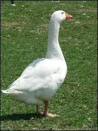 Comment s'appelle cet animal ?