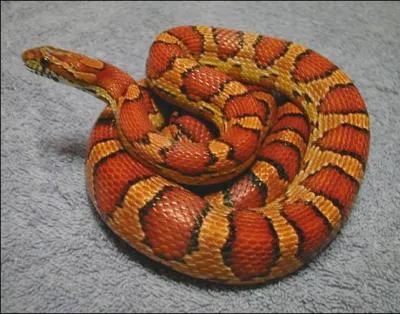 Quelle esp�ce de serpent, non agressive, peut-on avoir chez soi ?