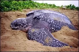 Quelle est cette esp�ce de tortue ?