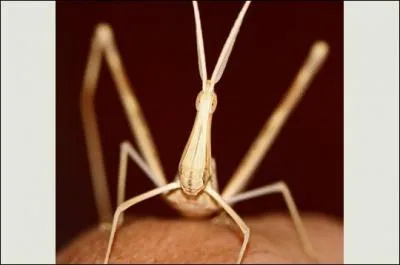 Quel est cet animal ?