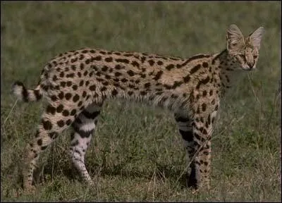 Quel est cet animal ?