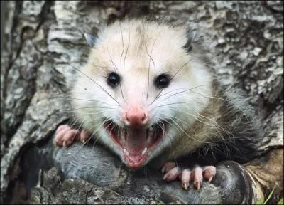 Quel est cet animal ?