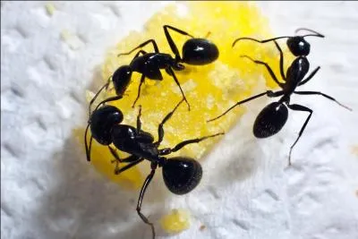 Les habitants de Fourmies sont :