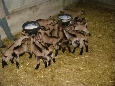 Biquets, cabris du Jura ! Les habitants de cette commune sont :