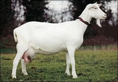 Les Chevrevillais peuvent tre normands ou picards. Ils habitent une commune appele :