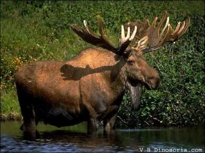 Les lanais habitent  :