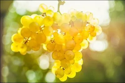 De quelle rgion provient le vin appel Riesling ?