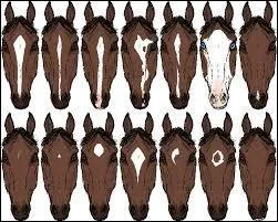 Quel numro (dans le mme sens que l'criture et la lecture) a une belle face ?