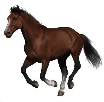 Les animaux les plus proches de l'homme sont :