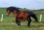 Quiz Galop 1