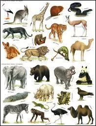 La petite mascotte de la saison 6 est un :