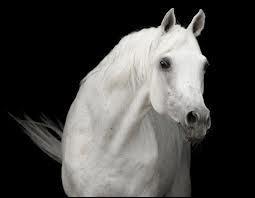 De quelle couleur est ce cheval aux yeux foncs et  la peau noire ?