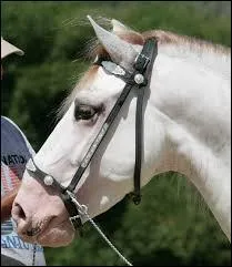 Quelle est la robe de ce magnifique cheval  la peau rose et aux yeux foncs ?