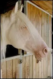 Un cheval est de cette couleur dans mon club... Il a la peau rose et les yeux bleus, il est donc :