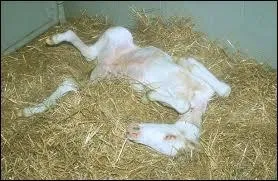 Les chevaux albinos existent-ils ?
