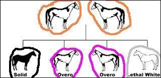 De quelle couleur sont les parents d'un poulain albinos (vous n'avez pas besoin de la photo pour répondre)