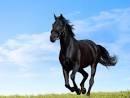 Quiz Galop 2