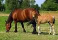 Quiz Galop 1