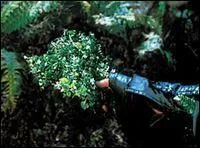 Dans ''la Dsolation de Smaug'', la plante mdicinale utilise pour soigner Kili est reconnue par Tauriel sous quel nom ?