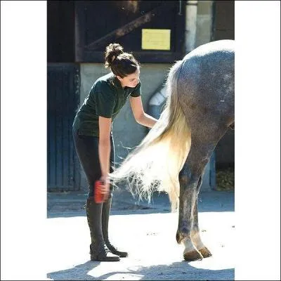 Quels soins sont ncessaires avant de faire travailler le cheval ?