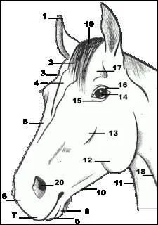 Comment nomme-t-on le numro 13 ?