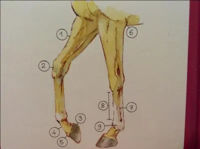Quelle partie des membres antrieurs est entre le boulet est la couronne ?