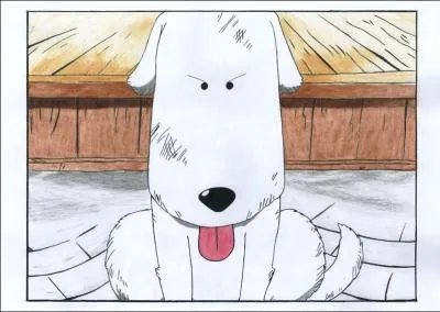 Qui est ce petit chien ?