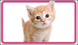 Qui est sa matresse ?