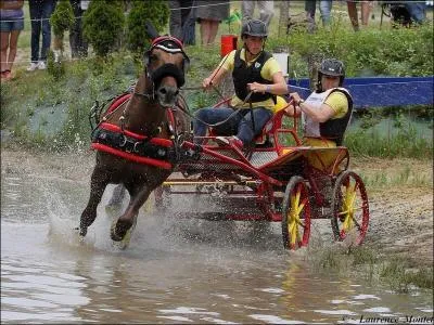 Pour les concours d'attelage a-t-on besoin de bombes ?