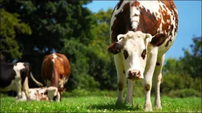 Pour trouver le titre de cette chanson, il vous faudra venir de Pennsylvanie !