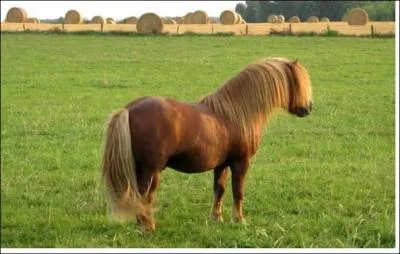 Quelle est la race ?