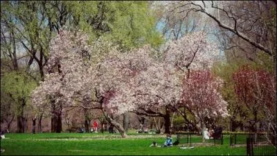 Central Park est le plus grand parc urbain du monde. Quelle est sa superficie, sa longueur, sa largeur et en quelle anne fut-il cr ?