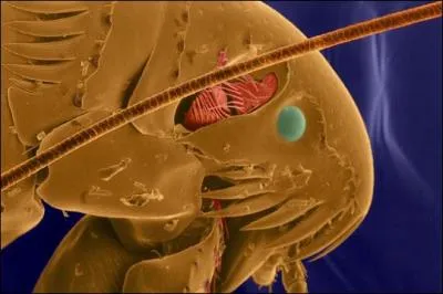 Quel est cet insecte microscopique ?