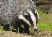 Quiz Parker et Badger