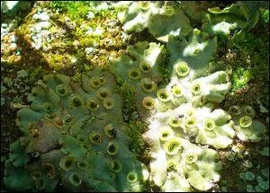 Quelle est cette plante que l'on trouve dans des zones humides dont la réputation bienfaisante calmera les désagréments liés aux agapes répétées ?