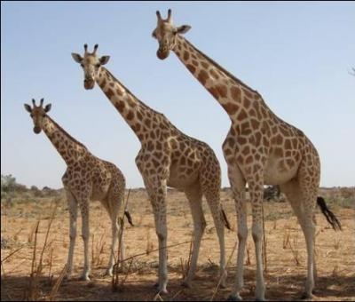 Combien d'heures par jour une girafe doit-elle dormir ?