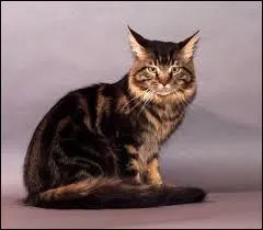 Combien d'heures par jour un chat adulte doit-il dormir ?