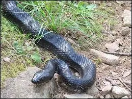 Le mamba noir est réputé pour être le serpent le plus rapide du monde. Sa vitesse normale est d'environ 12 km/h , mais quelle est sa vitesse de pointe ?