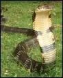 Le cobra royal est le plus long serpent venimeux du monde. Sa longueur varie en moyenne de :