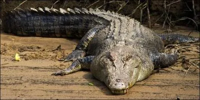Le crocodile est un reptile qui peut vivre durant de nombreuses années, mais combien au maximum ?