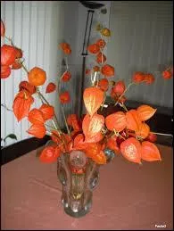 On l'appelle  amour en cage  ou encore  lanterne japonaise . Quel est le nom de ce fruit ?