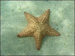 Quel est cet animal ?