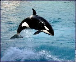 Quel est cet animal ?