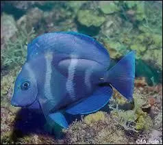 Quel est cet animal ?