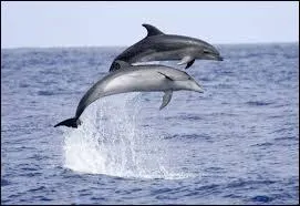 Quel est cet animal ?