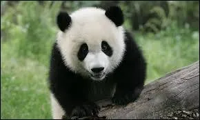 Quel est cet animal ?