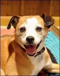 Qui est ce chien qui adore faire le mort quand il s'ennuie ?