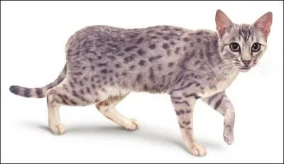 De quelle couleur est le chat de Yakumo ?